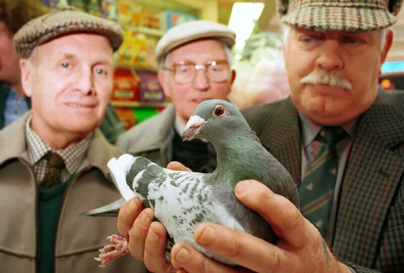 First British Homing Pigeon Show